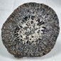 ORBICULAR GRANITE NODULE, Australia YOG007