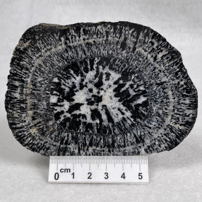 Orbicular Granite Nodule from Australia Polished YOG008