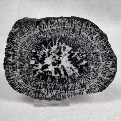 Orbicular Granite Nodule from Australia Polished YOG008