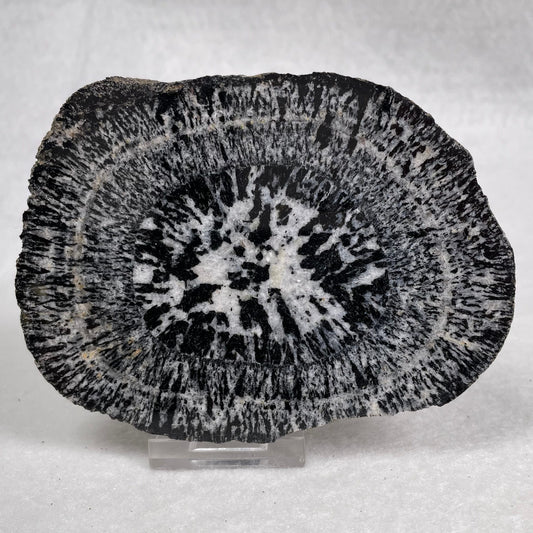 Orbicular Granite Nodule from Australia Polished YOG008