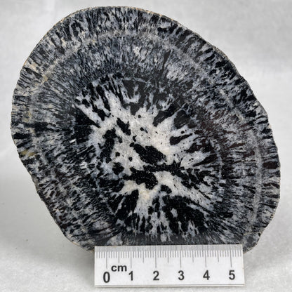 ORBICULAR GRANITE NODULE, Australia YOG009