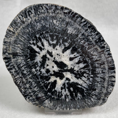 ORBICULAR GRANITE NODULE, Australia YOG009