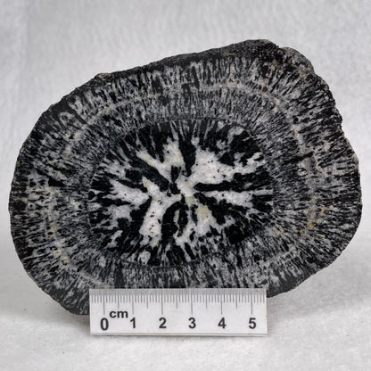 Orbicular Granite Nodule from Australia Polished YOG010