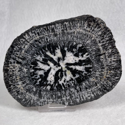 Orbicular Granite Nodule from Australia Polished YOG010