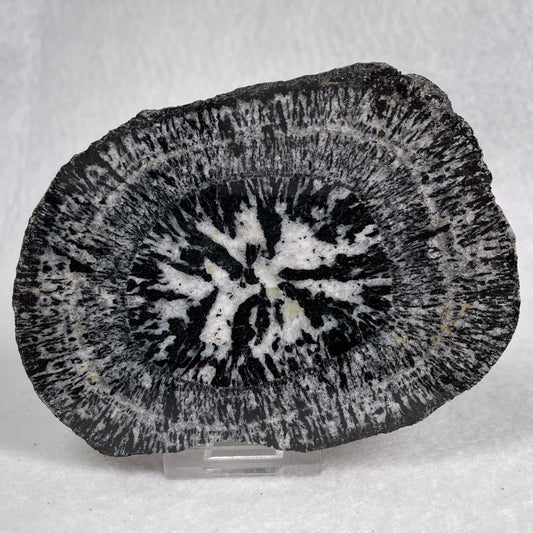 Orbicular Granite Nodule from Australia Polished YOG010
