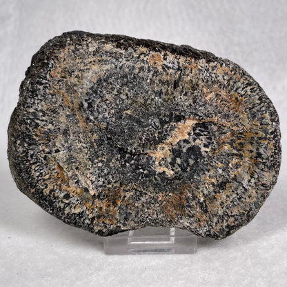 Orbicular Granite Nodule from Australia Polished YOG010