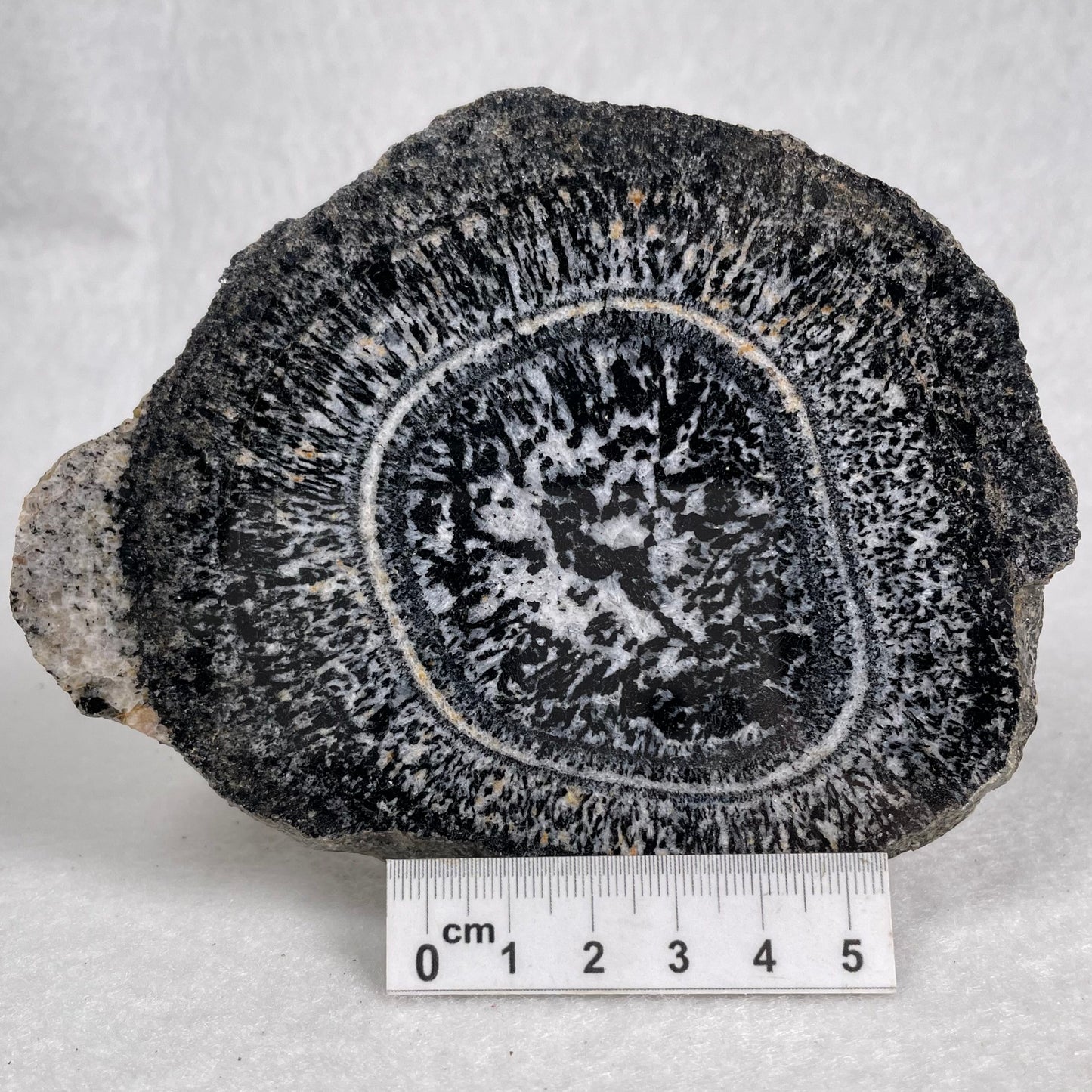 ORBICULAR GRANITE NODULE, Australia YOG011