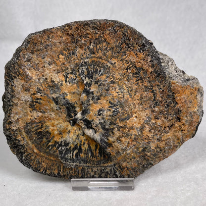 ORBICULAR GRANITE NODULE, Australia YOG011