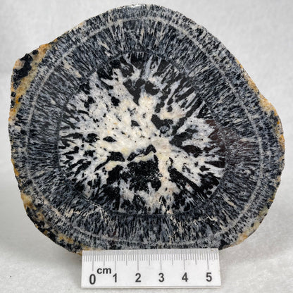 ORBICULAR GRANITE NODULE, Australia YOG012