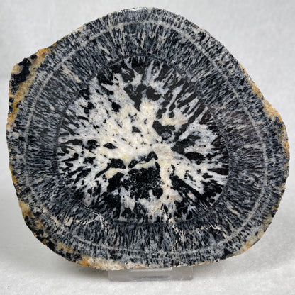 ORBICULAR GRANITE NODULE, Australia YOG012