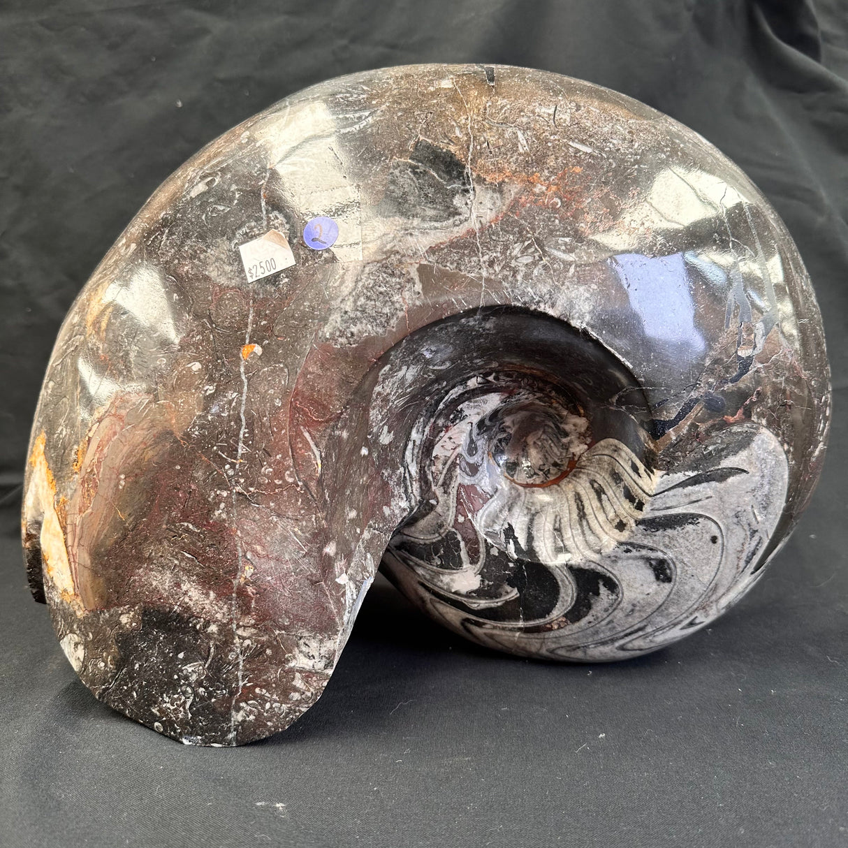 GONIATITE SP., Devonian, Morocco CWG005