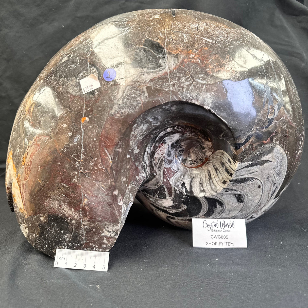 GONIATITE SP., Devonian, Morocco CWG005