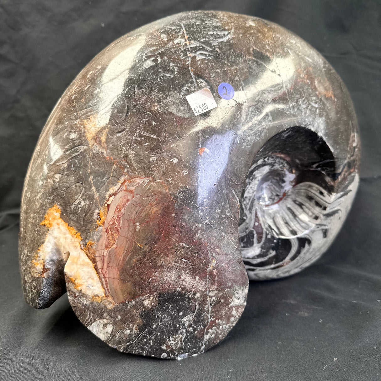 GONIATITE SP., Devonian, Morocco CWG005