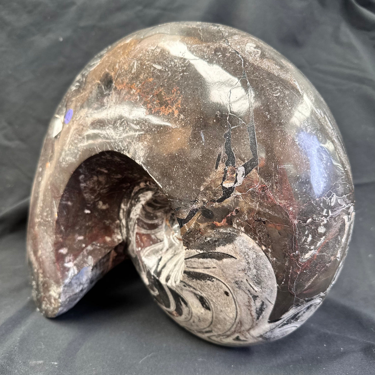 GONIATITE SP., Devonian, Morocco CWG005