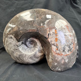 GONIATITE SP., Devonian, Morocco CWG005