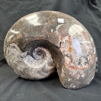 GONIATITE SP., Devonian, Morocco CWG005