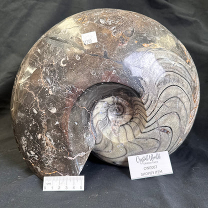 GONIATITE SP., Devonian, Morocco CWG007