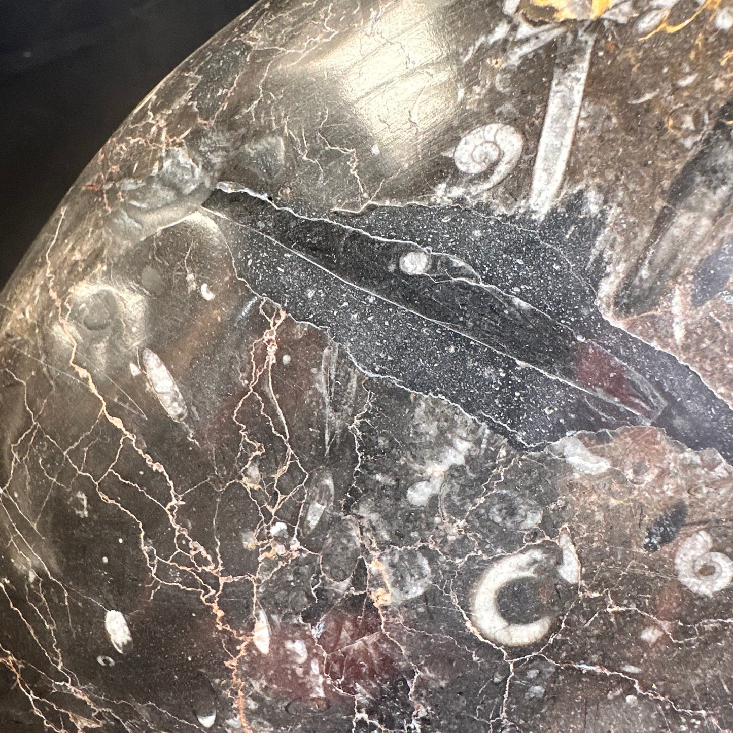 GONIATITE SP., Devonian, Morocco CWG007