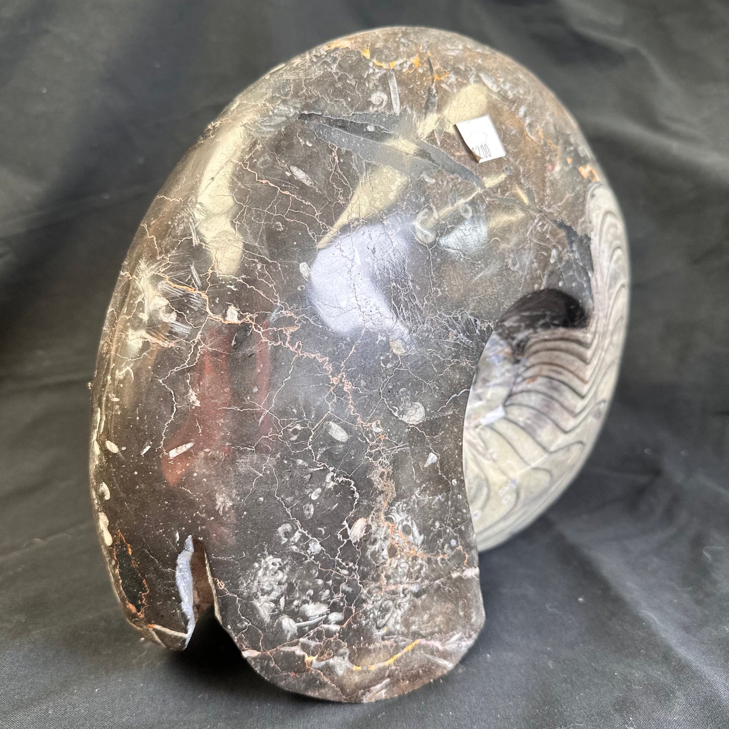 GONIATITE SP., Devonian, Morocco CWG007