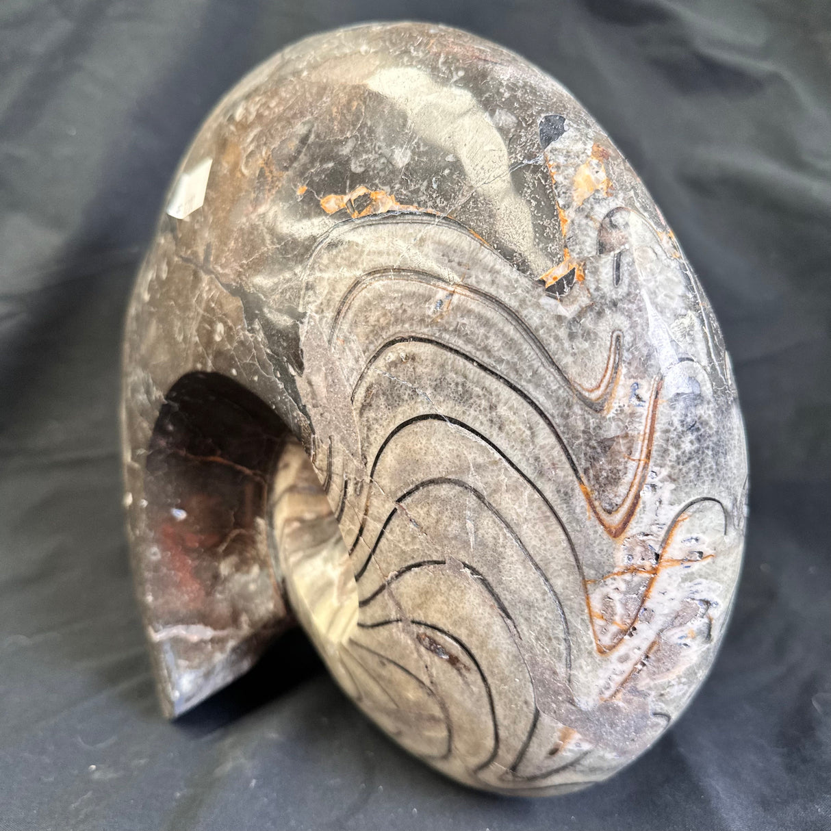 GONIATITE SP., Devonian, Morocco CWG007