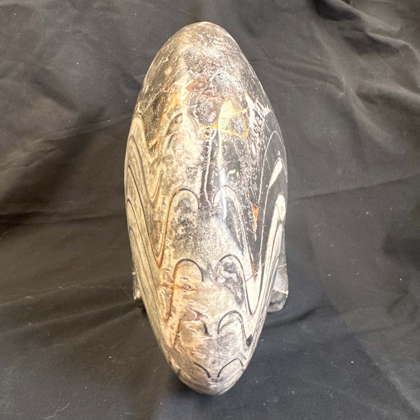 GONIATITE SP., Devonian, Morocco CWG007