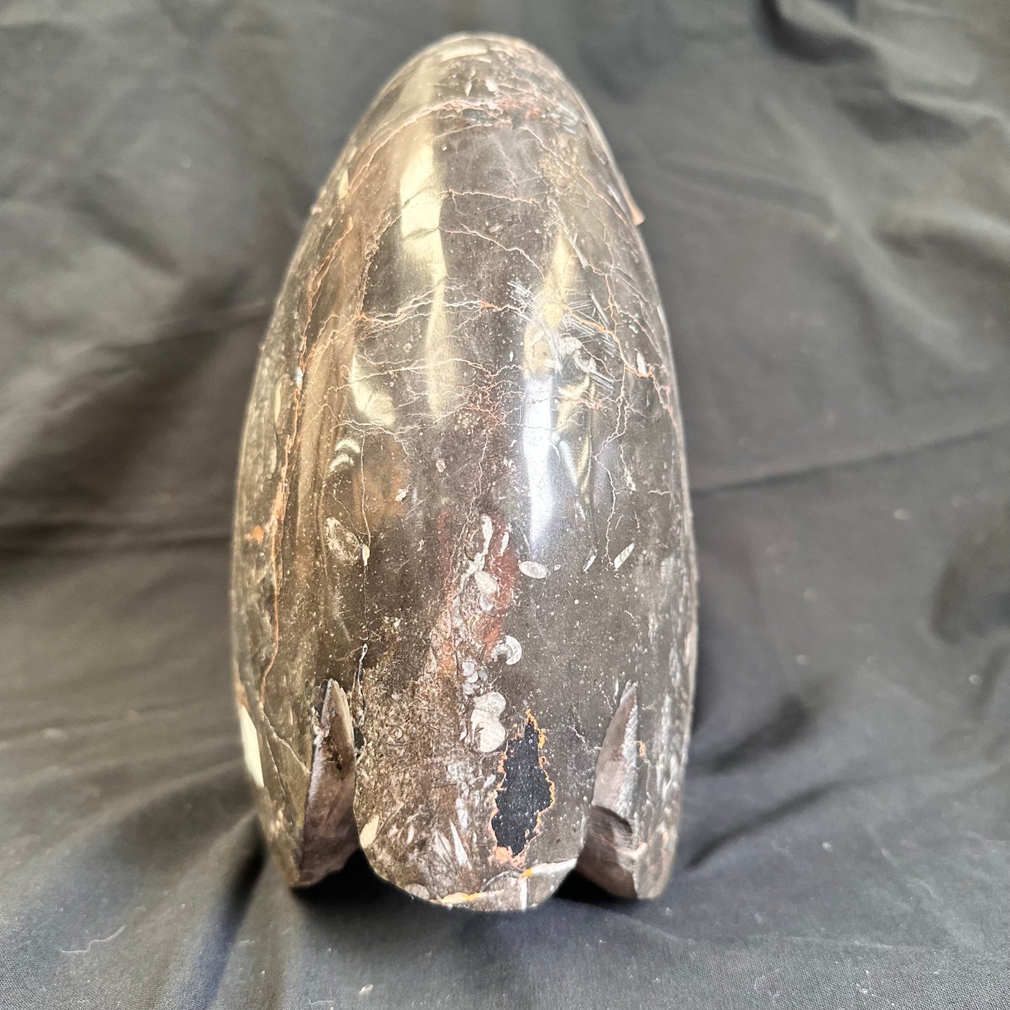 GONIATITE SP., Devonian, Morocco CWG007