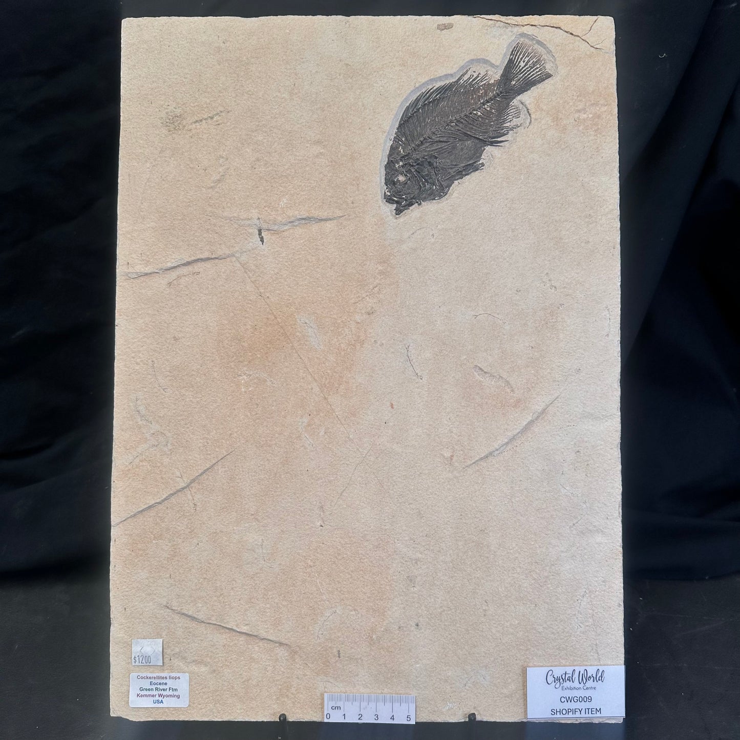 FISH FOSSIL COCKERELLITES LIOPS, Eocene, USA CWG009