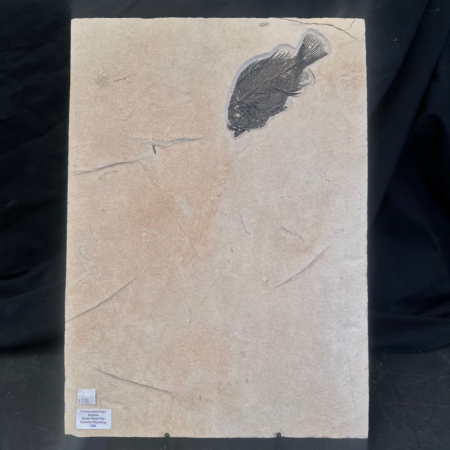 FISH FOSSIL COCKERELLITES LIOPS, Eocene, USA CWG009