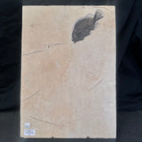 FISH FOSSIL COCKERELLITES LIOPS, Eocene, USA CWG009