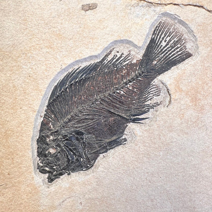 FISH FOSSIL COCKERELLITES LIOPS, Eocene, USA CWG009