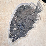 FISH FOSSIL COCKERELLITES LIOPS, Eocene, USA CWG009