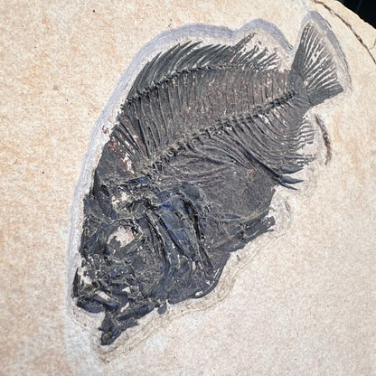 FISH FOSSIL COCKERELLITES LIOPS, Eocene, USA CWG009