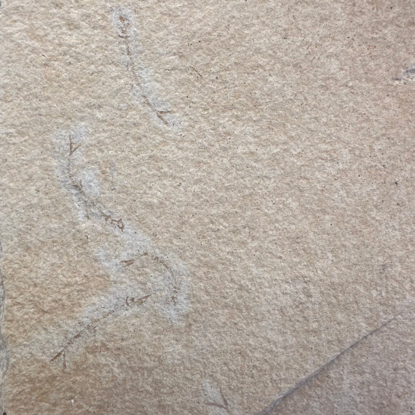 FISH FOSSIL COCKERELLITES LIOPS, Eocene, USA CWG009