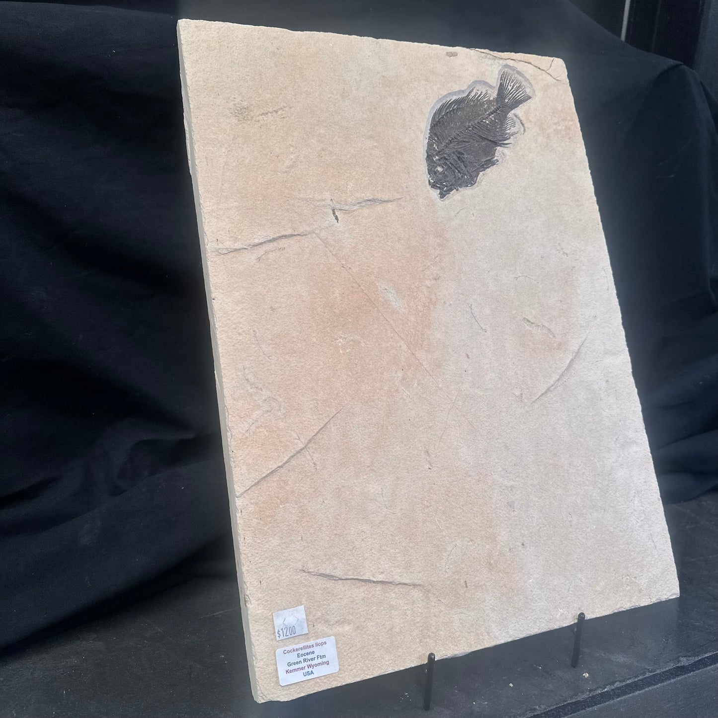 FISH FOSSIL COCKERELLITES LIOPS, Eocene, USA CWG009