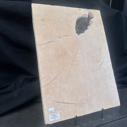 FISH FOSSIL COCKERELLITES LIOPS, Eocene, USA CWG009