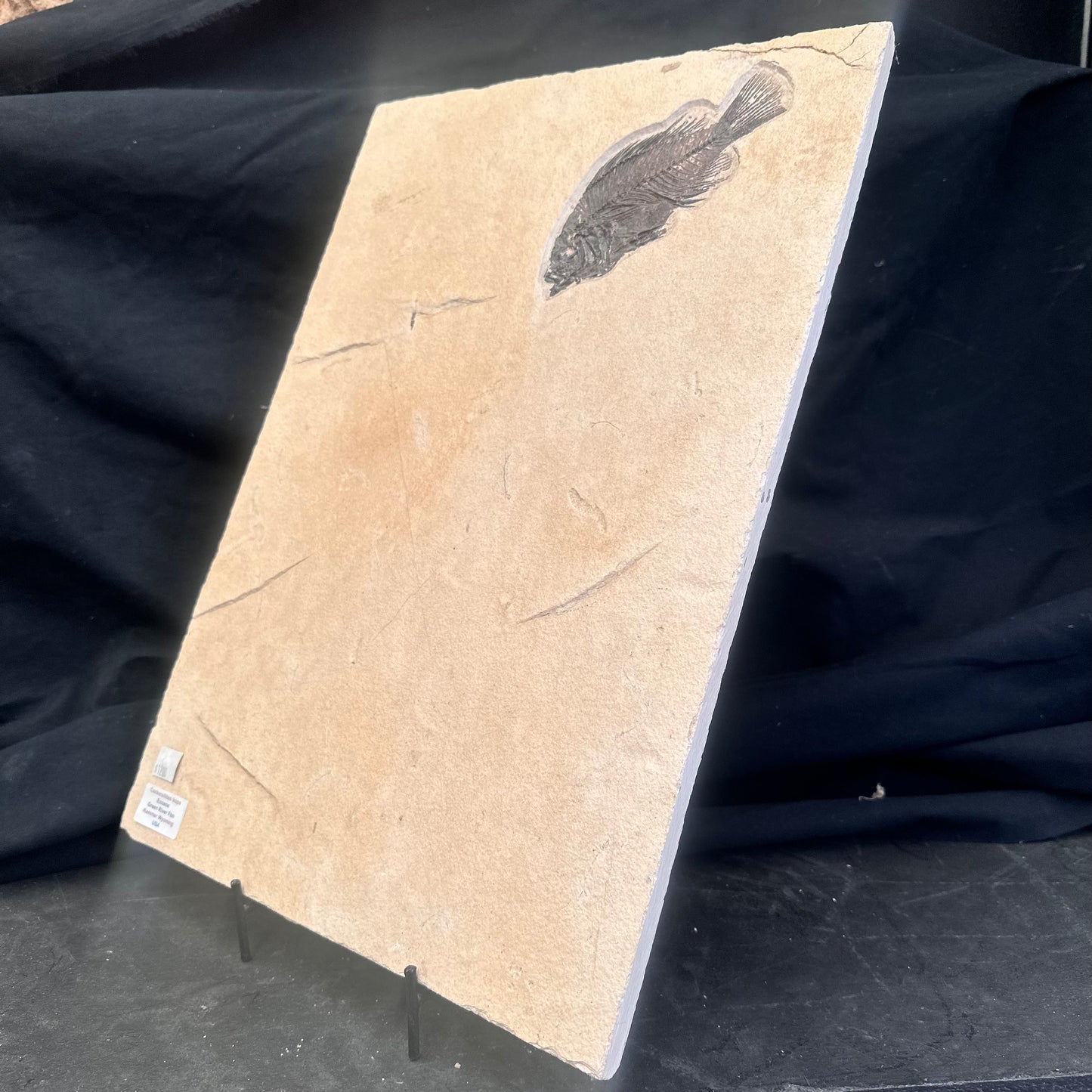 FISH FOSSIL COCKERELLITES LIOPS, Eocene, USA CWG009