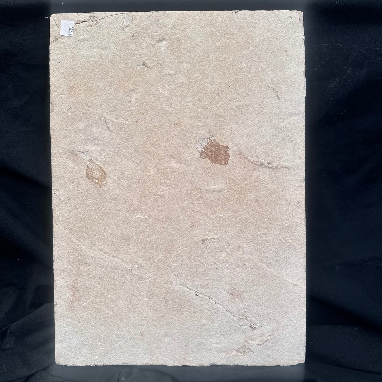 FISH FOSSIL COCKERELLITES LIOPS, Eocene, USA CWG009