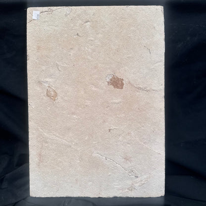 FISH FOSSIL COCKERELLITES LIOPS, Eocene, USA CWG009