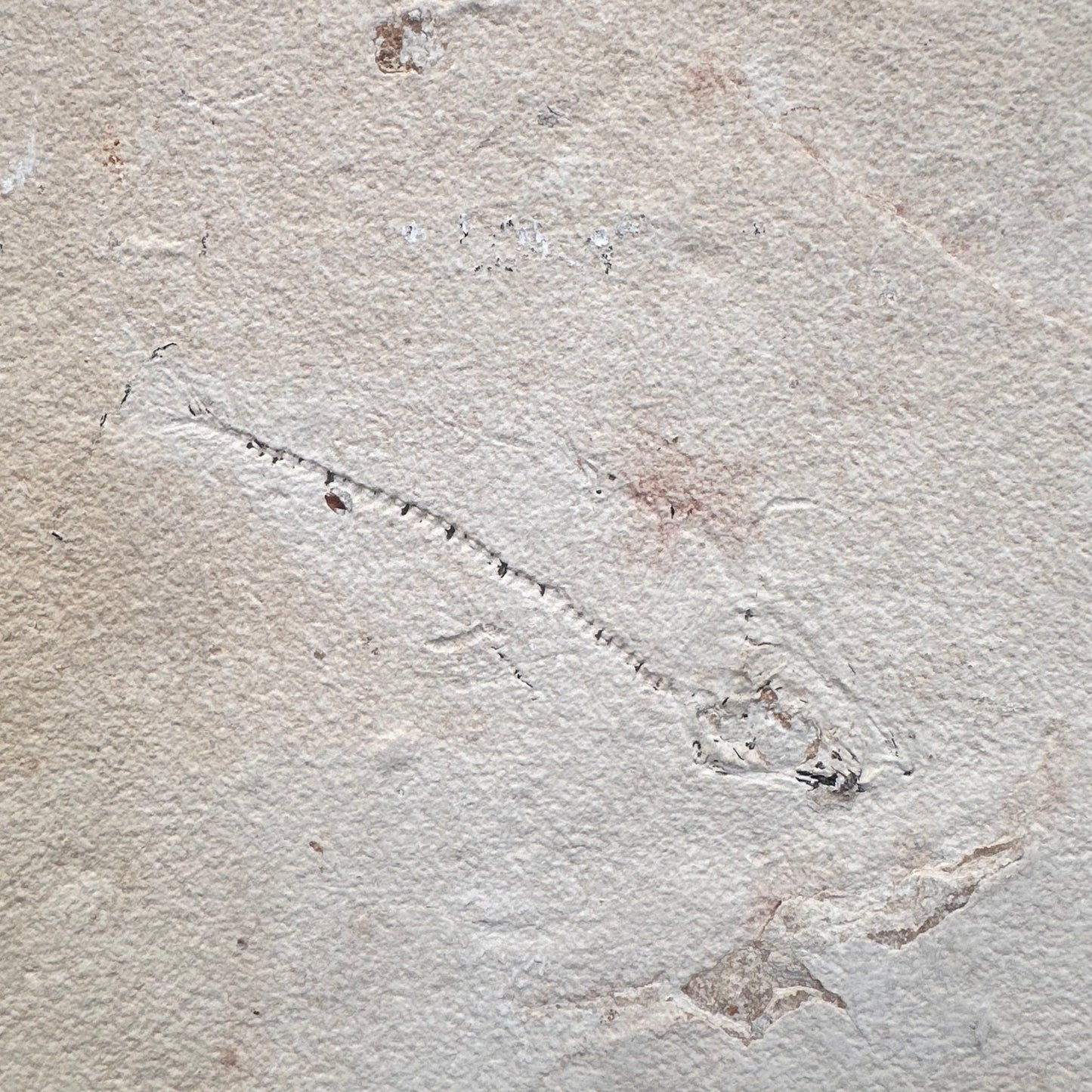 FISH FOSSIL COCKERELLITES LIOPS, Eocene, USA CWG009