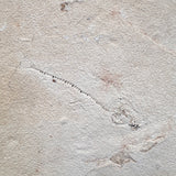 FISH FOSSIL COCKERELLITES LIOPS, Eocene, USA CWG009