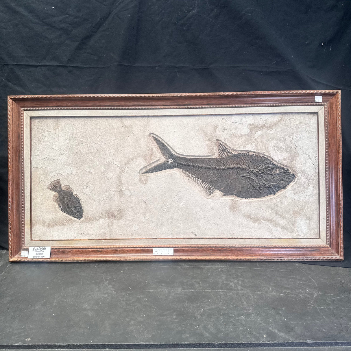 FISH FOSSIL DIPLOMYSTUS DENTATUS & COCKERELLITES LIOPS, Eocene, USA CWG010