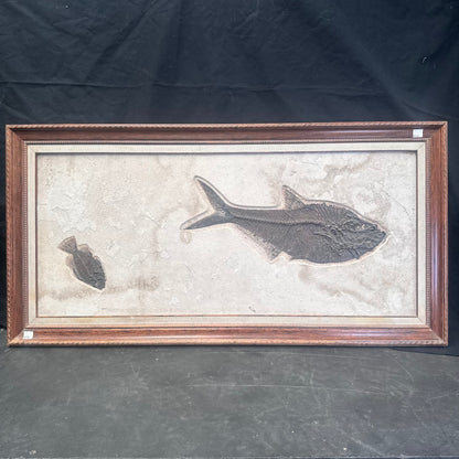 FISH FOSSIL DIPLOMYSTUS DENTATUS & COCKERELLITES LIOPS, Eocene, USA CWG010