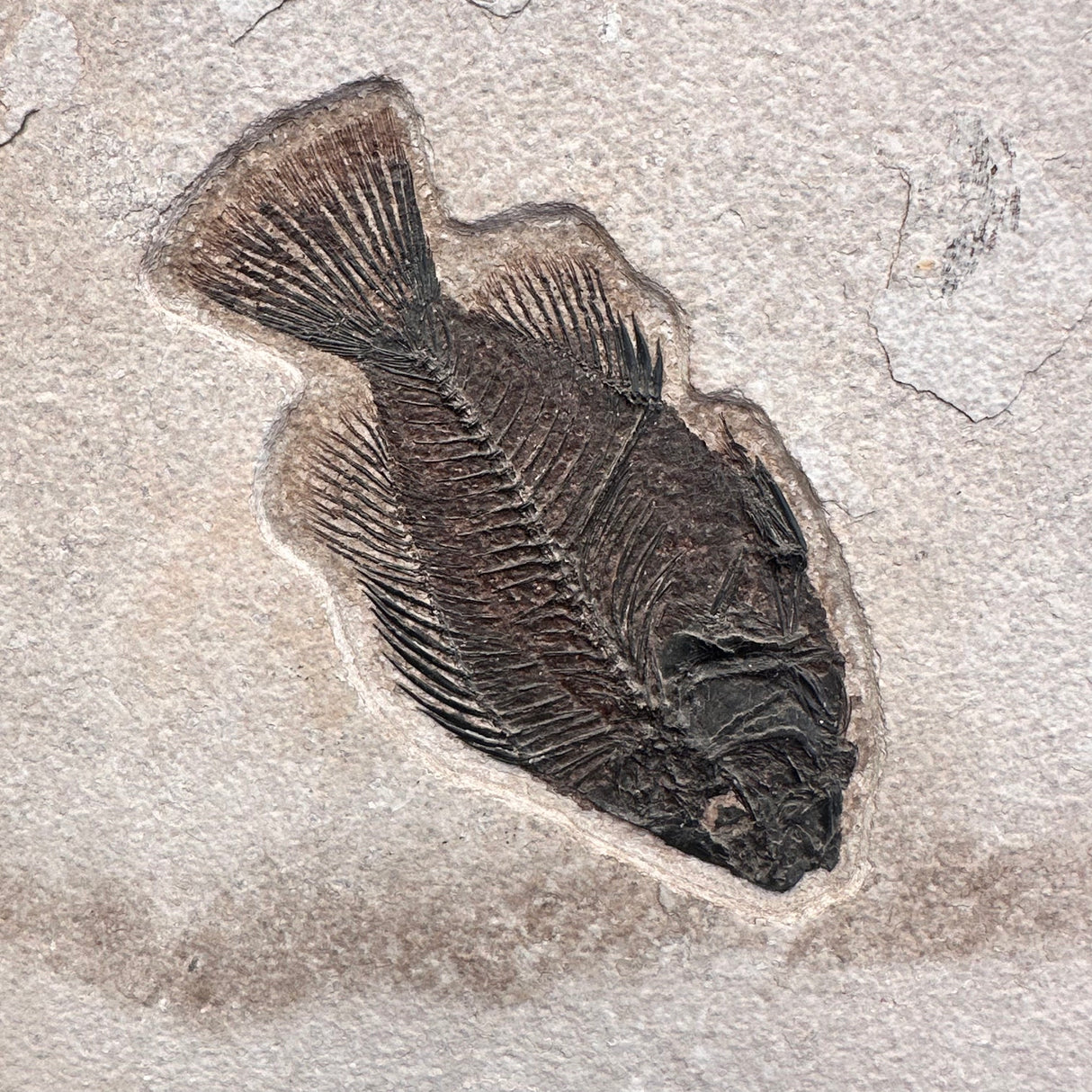 FISH FOSSIL DIPLOMYSTUS DENTATUS & COCKERELLITES LIOPS, Eocene, USA CWG010