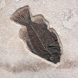 FISH FOSSIL DIPLOMYSTUS DENTATUS & COCKERELLITES LIOPS, Eocene, USA CWG010