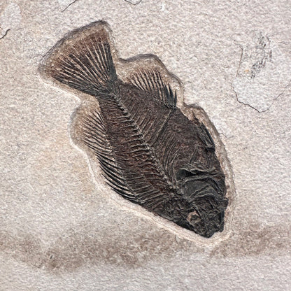 FISH FOSSIL DIPLOMYSTUS DENTATUS & COCKERELLITES LIOPS, Eocene, USA CWG010