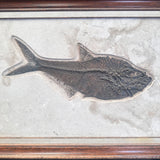 FISH FOSSIL DIPLOMYSTUS DENTATUS & COCKERELLITES LIOPS, Eocene, USA CWG010