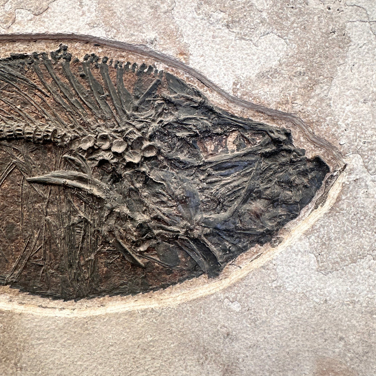 FISH FOSSIL DIPLOMYSTUS DENTATUS & COCKERELLITES LIOPS, Eocene, USA CWG010