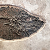 FISH FOSSIL DIPLOMYSTUS DENTATUS & COCKERELLITES LIOPS, Eocene, USA CWG010