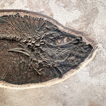 FISH FOSSIL DIPLOMYSTUS DENTATUS & COCKERELLITES LIOPS, Eocene, USA CWG010