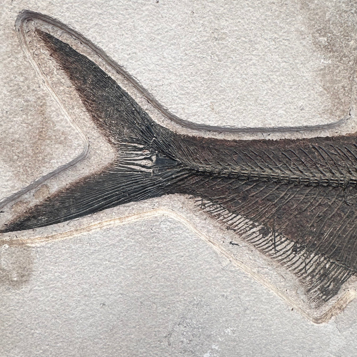 FISH FOSSIL DIPLOMYSTUS DENTATUS & COCKERELLITES LIOPS, Eocene, USA CWG010